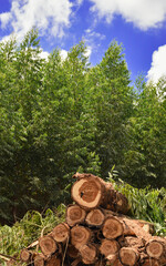 Wood Pile Timber Harvesting 