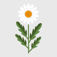 A Flat-Style daisy flower on a Plain White Background