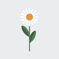 A Flat-Style daisy flower on a Plain White Background