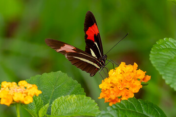 Der Schmetterling Heliconius besckei im brasilianischen Pantanal in der Seitenansicht