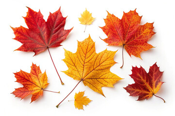 Obraz premium A set of fall leaves in vibrant red, yellow, and orange hues isolated on white background