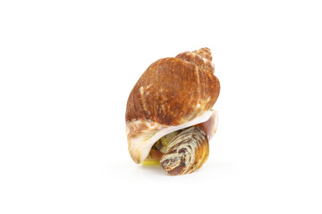 Roasted Sweet shellfish isolated on white background. Fresh seafood.