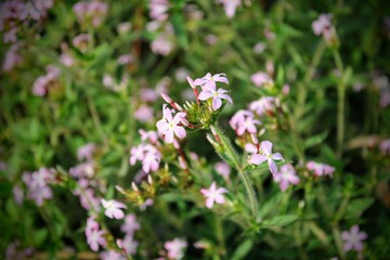 FLOR DE SAPONARIA OCYMOIDES