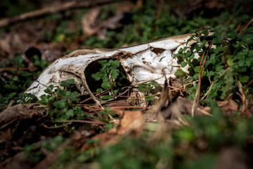 Top half of the scull of a female White-tail deer on the forest floor.