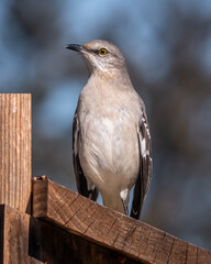 A Northern Mockingbird perches atop a birdhouse.