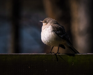 A Northern Mockingbird puffs out its plumage
