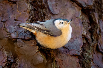 A wWhite-breasted Nuthatch gazes out from the trunk of a pine tree.