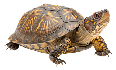 Fototapeta premium Turtle moving in natural habitat wildlife view isolated on transparent background