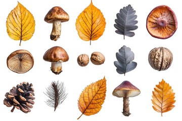 Obraz premium Autumnal Still Life with Mushrooms Leaves Pine Cone and Walnuts on White Background Natural Elements Collage