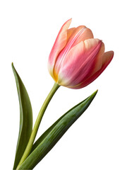 Naklejka premium pink tulip isolated on white
