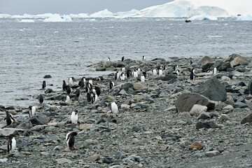 A Gentoo penguin colony on the rocky shore of Danco Island, Antarctica.