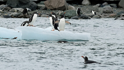 Gentoo penguins vie for space on a small iceberg off Danco Island, Antarctica.
