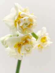 白い八重咲きのスイセンの花narcissus