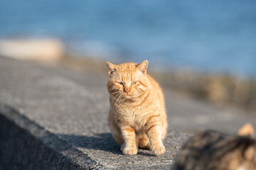 堤防に座る可愛い野良猫　茶トラ猫
