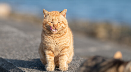 堤防に座る可愛い野良猫　茶トラ猫