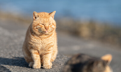 堤防に座る可愛い野良猫　茶トラ猫