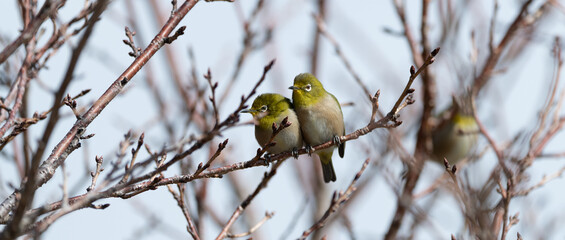 並んでいる二匹のメジロ