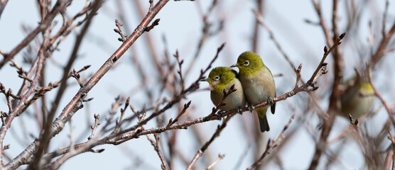 並んでいる二匹のメジロ