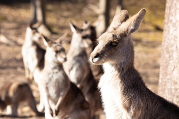 Obraz premium オオカンガルー
