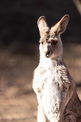 オオカンガルー