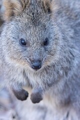 Naklejka premium クオッカ