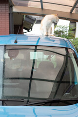 自動車の上で座っている可愛い野良猫