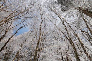 見上げると美しい青空と霧氷