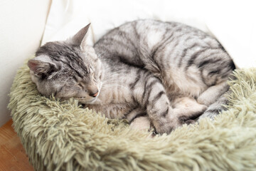 丸まって眠る可愛い猫　サバトラ猫