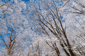 見上げると美しい青空と霧氷