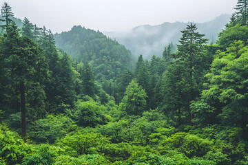 forest in the mountains