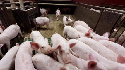 Group of piglets actively moving in indoor farm pen. Young pigs for livestock production in controlled agricultural environment - Powered by Adobe