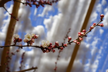 blossom in spring