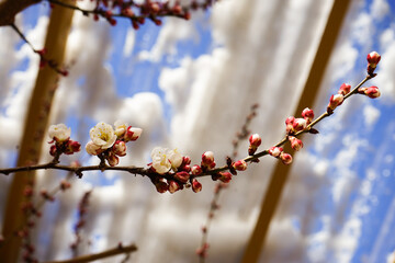 blossom in spring