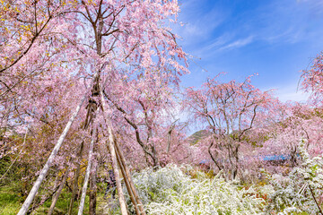 京都府　原谷苑の桜風景
