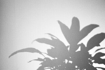 abstract shadow of leaf on white wall background