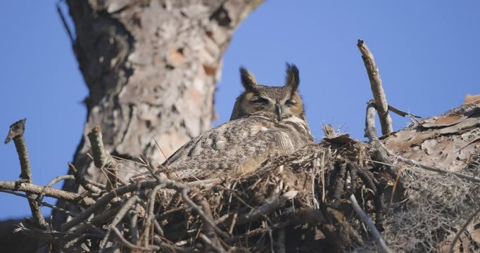 Greay Horned Owl ear tufts blowing in wind as it sits in nest in tree