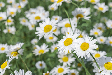 White flowers daisy chamomile growing on green field, floral aesthetic background, outdoor flowery scenery, delicate blooms nature, summer wildflowers meadow, herbal medicine, beauty in nature.