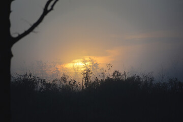 foggy morning nature