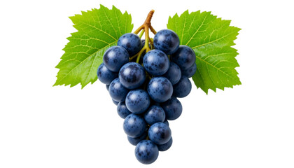 Fototapeta premium A small bunch of fresh plump blue-black grapes isolated on white background. Suitable for marketing or business purposes. PNG file