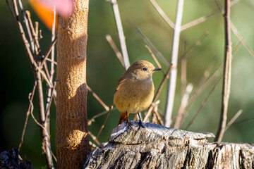 切り株にとまるジョウビタキのメス