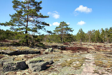 Springtime landscape with rock and pine trees in Teijo, Finland.