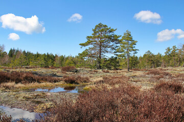 Natural landscape of rocks, forest and heather in Teijo, Finland.