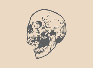 Illustration of an Head Skull Engraving