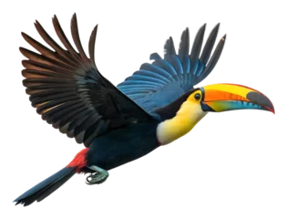 Fototapete Rund Flying toucan in tropical forest wildlife colorful bird isolated on transparent background © Sophia