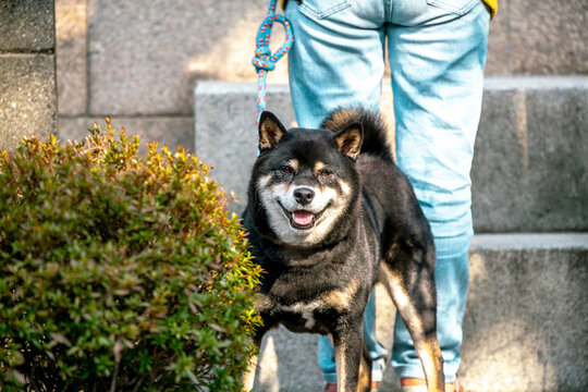 Siba Dog for a Walk