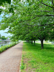 新緑が映える川沿いの道