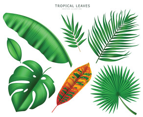 Tropical leaves isolated in white background, vector illustration. © BloomersGD