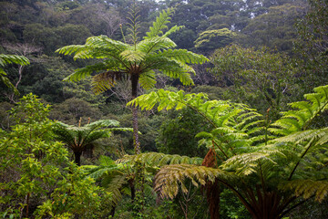 奄美大島、世界自然遺産の森、亜熱帯、森、