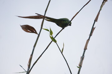 A lively flock of colorful, small to medium-sized birds with vibrant plumage, playful behaviors, and a natural, harmonious ambiance.