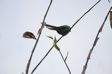 A lively flock of colorful, small to medium-sized birds with vibrant plumage, playful behaviors, and a natural, harmonious ambiance.